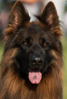 Эрос Тим Торретта